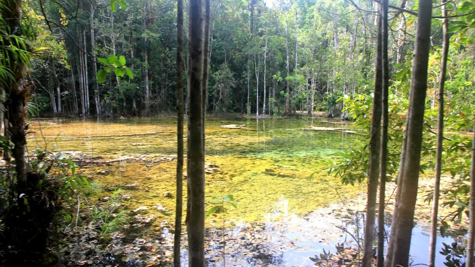 Sunlight filtering through jungle onto the clear jade-green water of the Emerald Pool, with pale tree roots along the banks