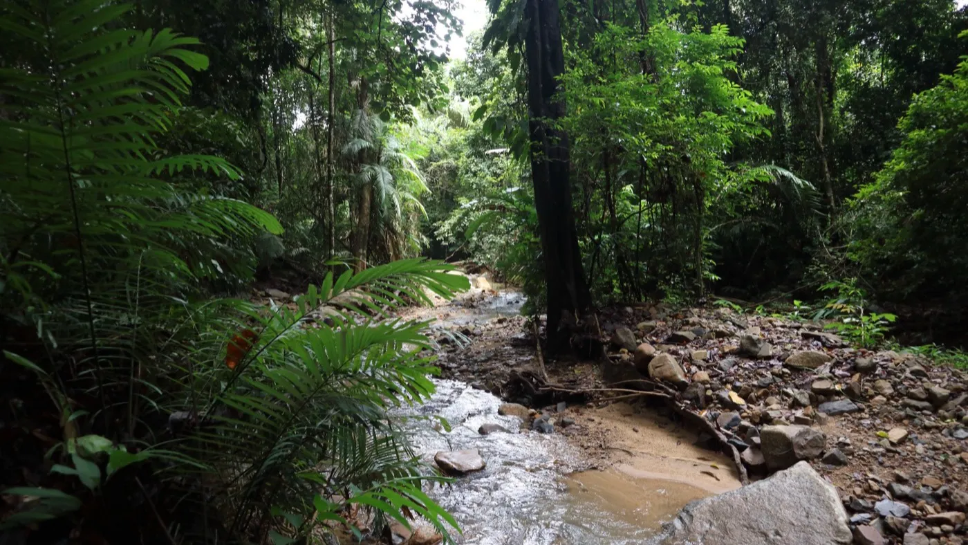A clear rainforest stream running over rocks through dense green jungle in Krabi's interior